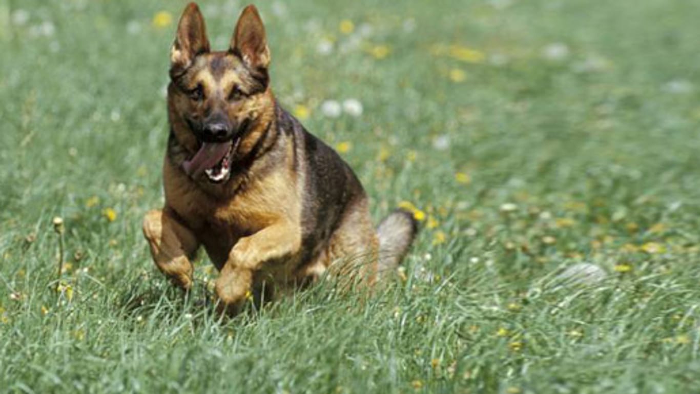 Der beliebteste Hund der Deutschen: der Schäferhund