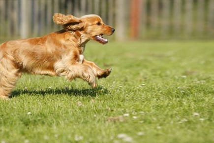 Cocker Spaniel sind unerschrockene und erkundungslustige kleine Sprinter