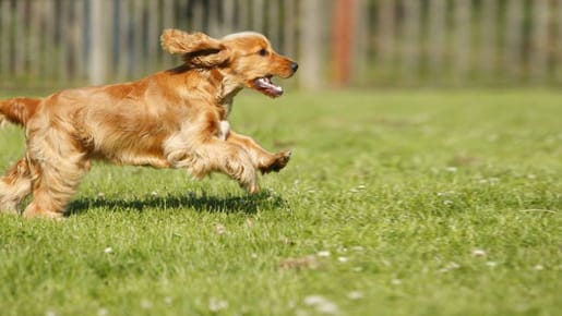 Cocker Spaniel sind unerschrockene und erkundungslustige kleine Sprinter