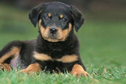 Der Rottweiler ist sehr friedlich und menschenfreundlich