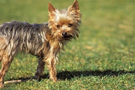 Generell können Sie Untergewicht beim Hund in den Griff bekommen