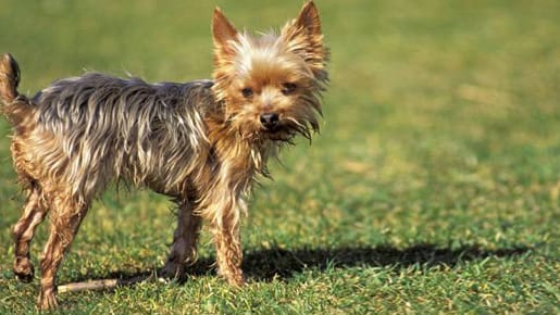 Generell können Sie Untergewicht beim Hund in den Griff bekommen