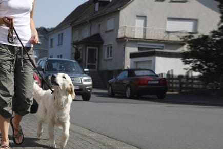 Auch das Kommando "bei Fuß" erfordert einiges an Übung.