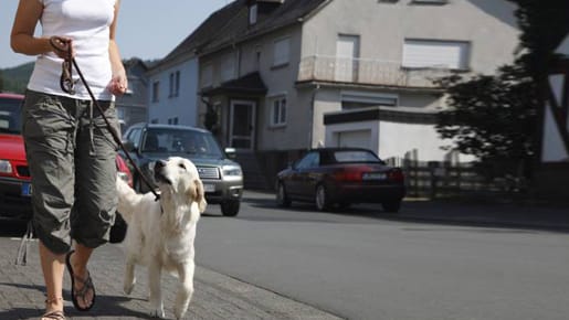 Auch das Kommando "bei Fuß" erfordert einiges an Übung.