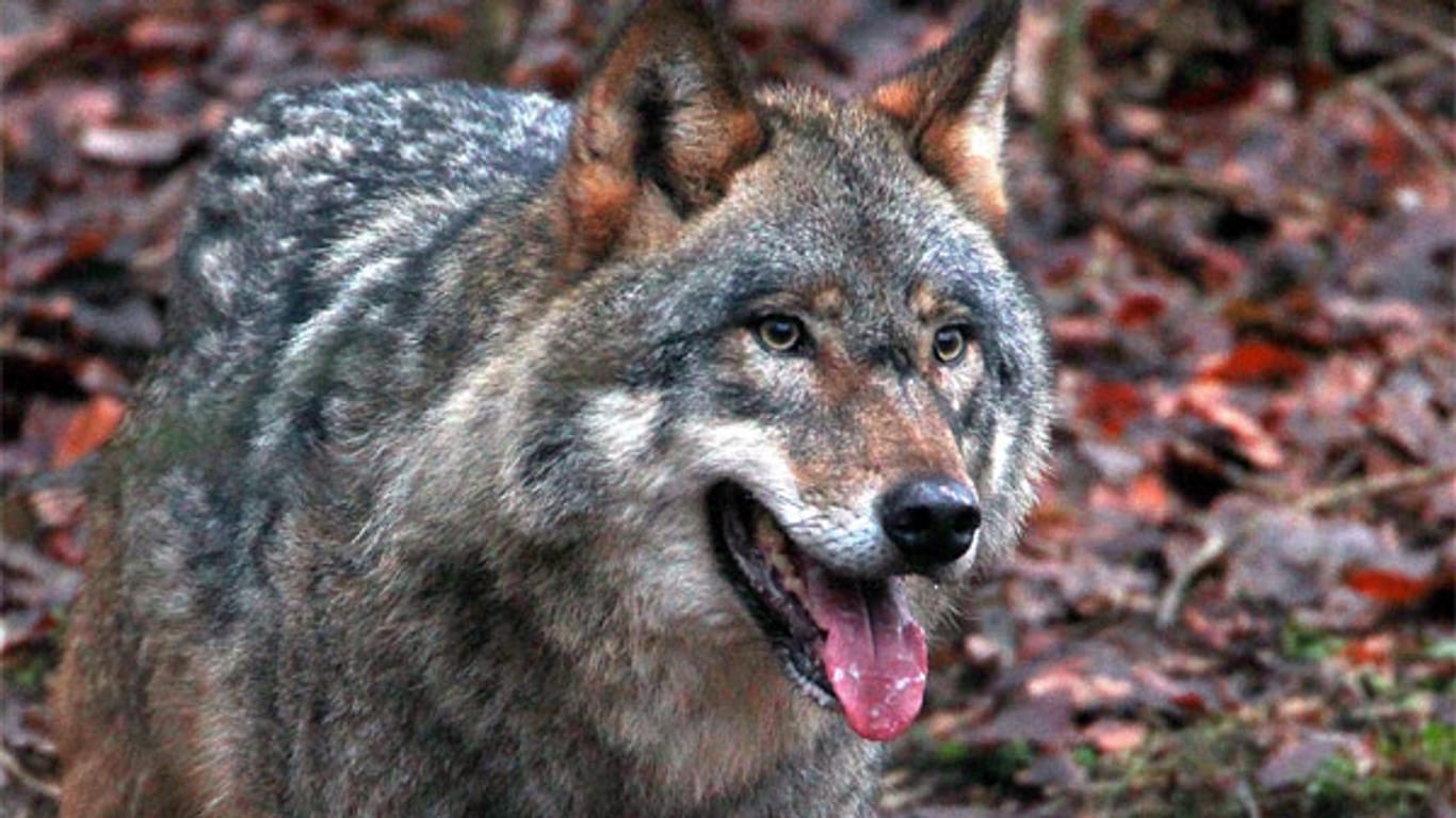 Wölfe sind wieder heimisch in Deutschland