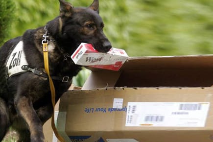 Zollhunde haben immer den richtigen Riecher