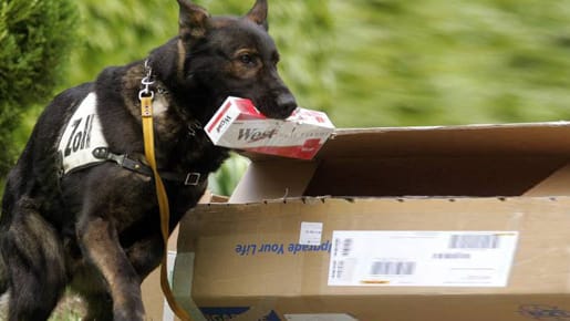 Zollhunde haben immer den richtigen Riecher