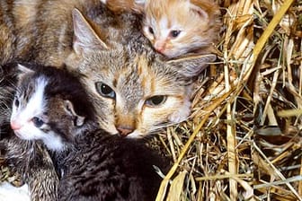 Nach der Geburt kümmert sich die Katzenmami erst einmal selbst um den Nachwuchs.