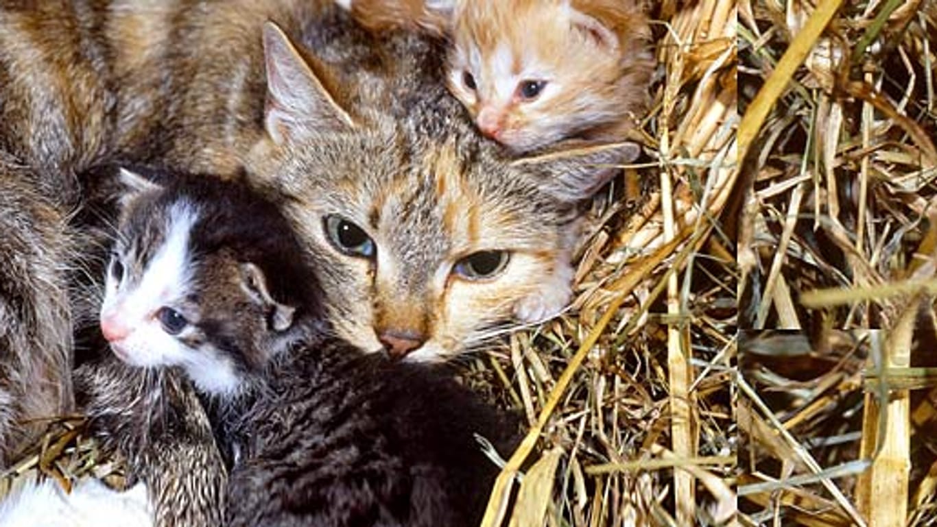 Nach der Geburt kümmert sich die Katzenmami erst einmal selbst um den Nachwuchs.