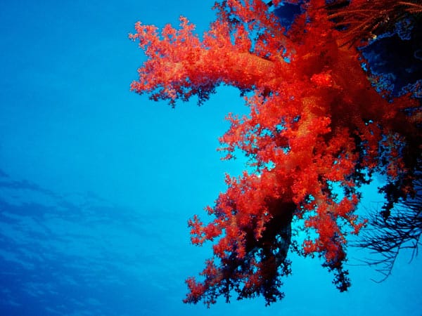 Windows-Wallpaper Korallen unter Wasser