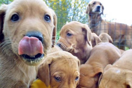 Hunde vom Züchter: Gechipt, geimpft und bereit für ein neues Herrchen
