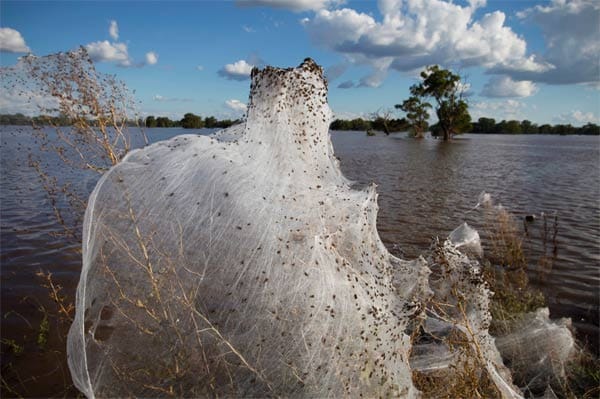 Natur mit Ekelfaktor: Riesenspinnennetz bei Wagga Wagga