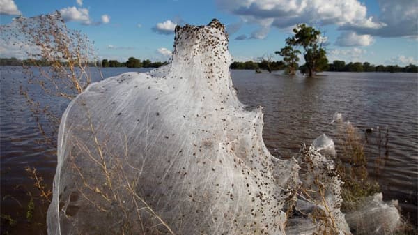 Natur mit Ekelfaktor: Riesenspinnennetz bei Wagga Wagga
