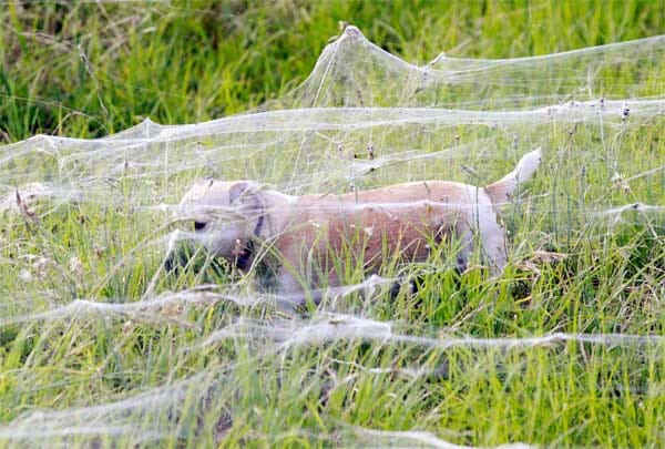 Kein Wunder, dass sich viele Menschen vor Spinnen ekeln. März 2012: Im australischen Hochwassergebiet im Bundesstaat New South Wales haben Wolfsspinnen eine eigene Überlebensstrategie entwickelt.