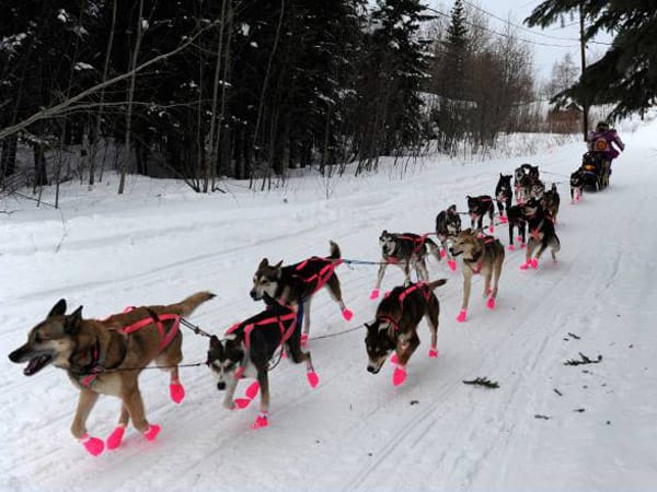 Vierbeiner beim Sport, Teil 2: Beim "Iditarod Trail Sled Dog Race" in Alaska wird Pilot DeeDee Johnrowe von Huskies durch die Winterlandschaft gezogen. Damit die Pfoten der Hunde nicht unterkühlen oder verletzt werden, tragen sie Füßlinge in rosa Neonfarbe.