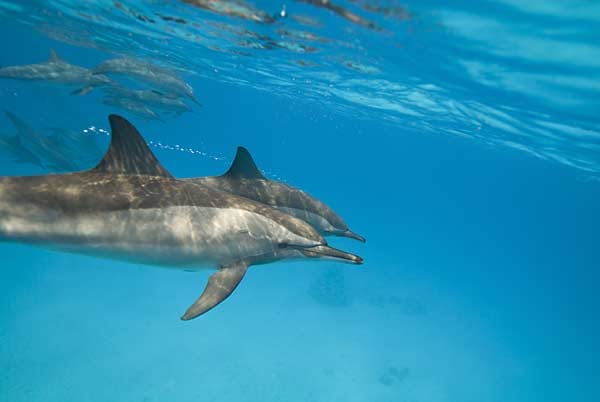 Mit etwas Glück machen Taucher in Ägypten auch Bekanntschaft mit Delfinen.