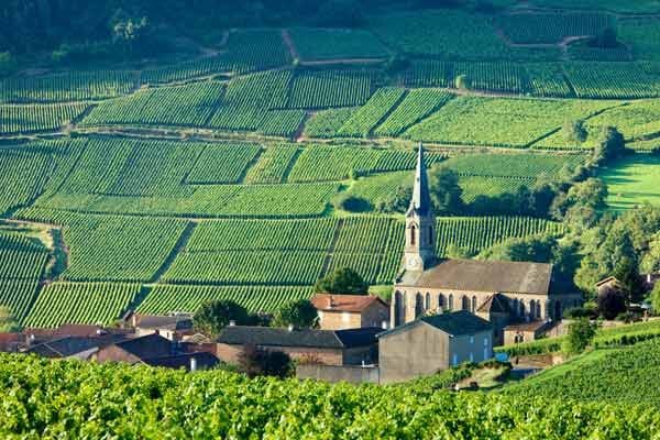 Ein typsicher Anblick im Burgund: Weinreben so weit das Auge reicht. Ein typsicher Anblick im Burgund: Weinreben so weit das Auge reicht.