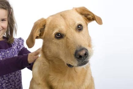 Ein Hund möchte nicht immer gestreichelt werden