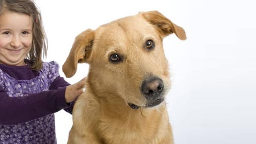 Ein Hund möchte nicht immer gestreichelt werden