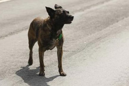 Zugelaufene Hunde brauchen viel Liebe