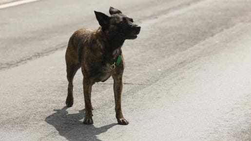 Zugelaufene Hunde brauchen viel Liebe