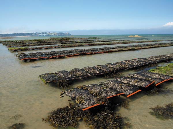 Um der großen Nachfrage an Austern gerecht zu werden, ist man dazu übergegangen die Delikatesse in speziellen Austernfarmen zu züchten.