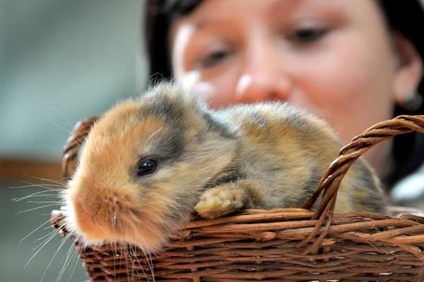 Das kleine Kaninchen ohne Ohren hätte der putzige Star des Chemnitzer Zoos werden sollen