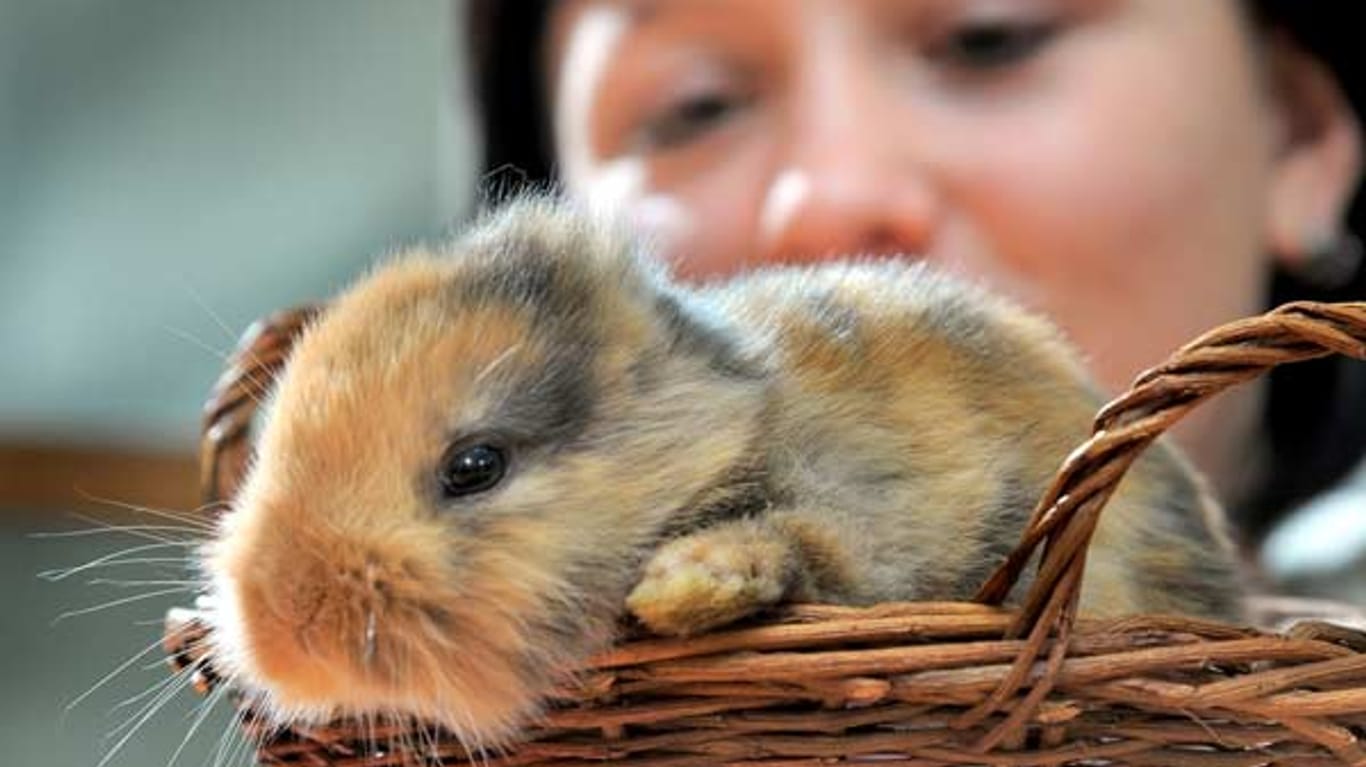 Das kleine Kaninchen ohne Ohren hätte der putzige Star des Chemnitzer Zoos werden sollen