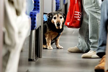 Gedränge und Lärm in Bus und Bahn bedeuten für die Vierbeiner Stress.