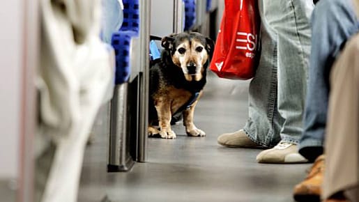 Gedränge und Lärm in Bus und Bahn bedeuten für die Vierbeiner Stress.