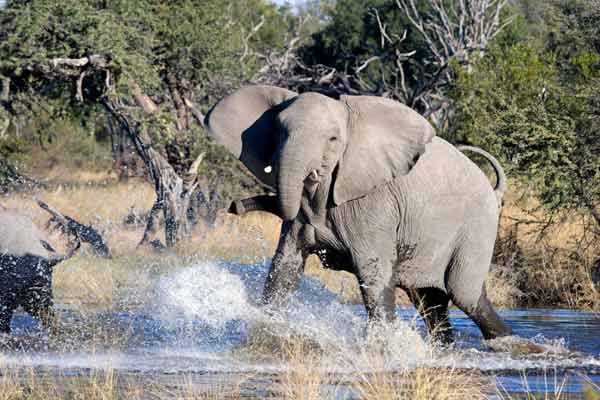 Ebenfalls zu den Favoriten der Bestseller-Autorin zählt das Okavango Delta in Botswana. Besonders einmalig zu erkunden sei die Gegend via Kanu.