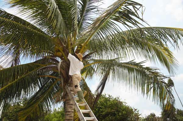 Kokosnuss-Sicherheitsbeauftragter müssen ganz rauf auf die Palme