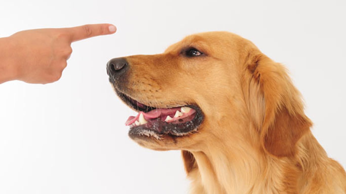 Hunde verstehen Sichtzeichen besser als verbale Befehle.