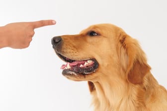 Hunde verstehen Sichtzeichen besser als verbale Befehle.