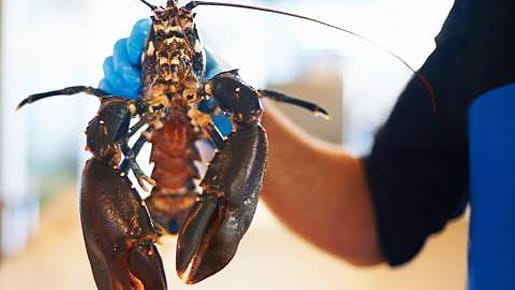 Rewe nimmtden Hummer aus den Tiefkühlregalen und aus der Frischetheke. Rewe nimmtden Hummer aus den Tiefkühlregalen und aus der Frischetheke.