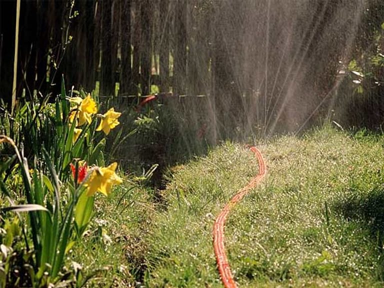 Der Rasen wird mit einem Sprühschlauch bewässert