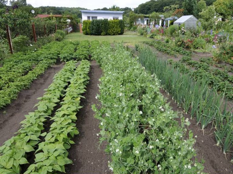 Gemüse schmeckt doch viel besser, wenn es aus dem eigenen Garten kommt.