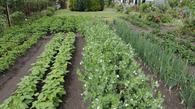 Gemüse schmeckt doch viel besser, wenn es aus dem eigenen Garten kommt.