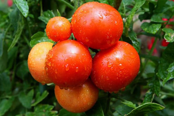 Die Tomate braucht viel Licht, Platz und Dünger.