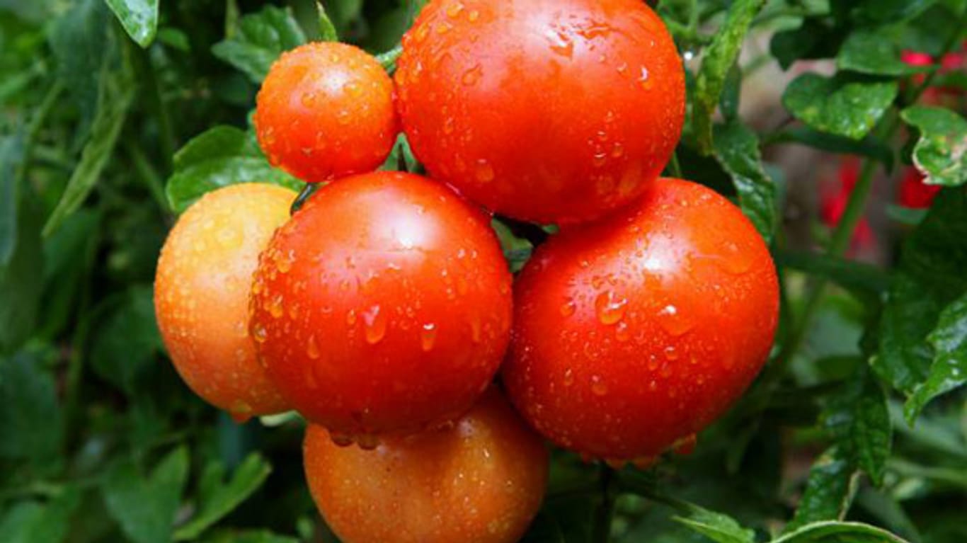 Die Tomate braucht viel Licht, Platz und Dünger.