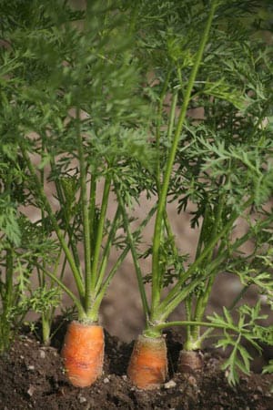 Die Karotte ist nicht ganz einfach anzubauen.
