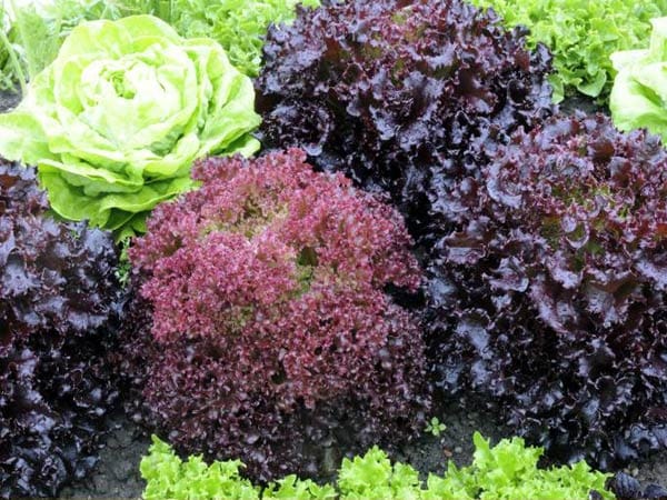 Salate eignen sich als Mischkulturpartner für fast alle Gemüsesorten.