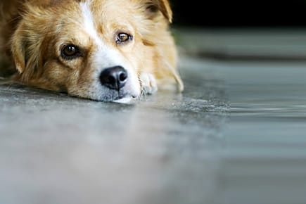 Wenn Ihr Hund viele Schuppen hat, kann das auf eine Krankheit hindeuten.