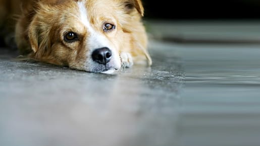 Wenn Ihr Hund viele Schuppen hat, kann das auf eine Krankheit hindeuten.