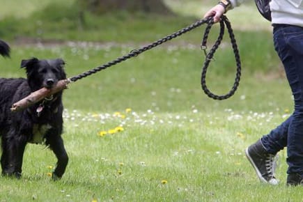 Dogsharing: Oft mangelt es an Zeit für einen eigenen Hund