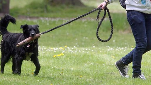 Dogsharing: Oft mangelt es an Zeit für einen eigenen Hund