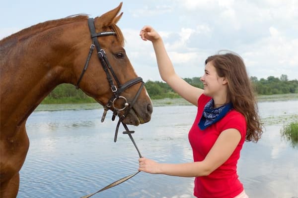 Eine gute Reitbeteiligung bringt Vorteile für Besitzer, Reiter und Pferd.