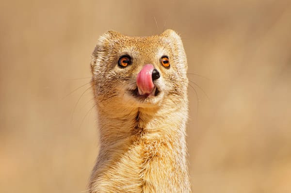 Auf einer Safari begenet man außergewöhnlichen Tieren, wie beispielsweise einer Fuchsmanguste.