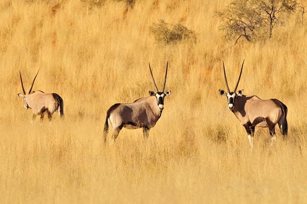Auch Oryx-Antilopen gibt es zu bewundern.
