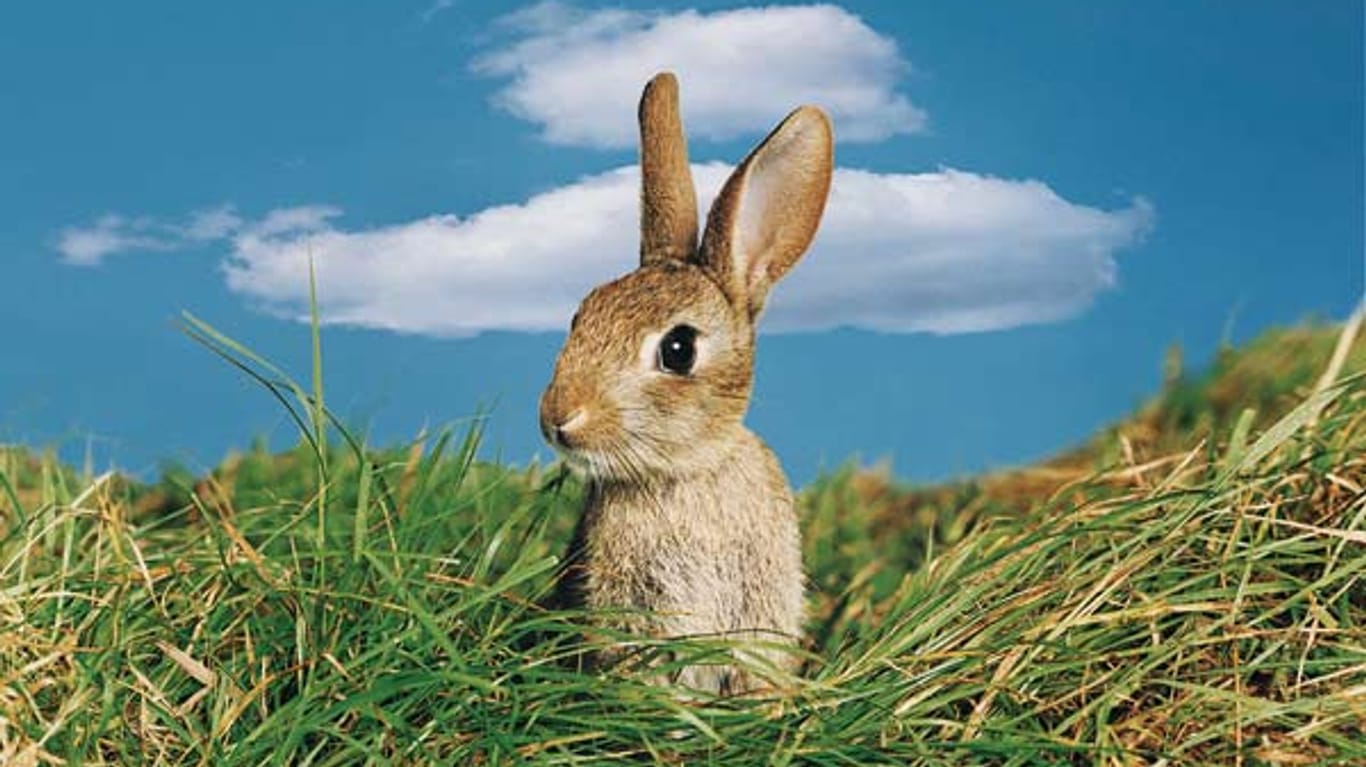 Mit Ohren und Klopfen: Wie Kaninchen mit uns sprechen.